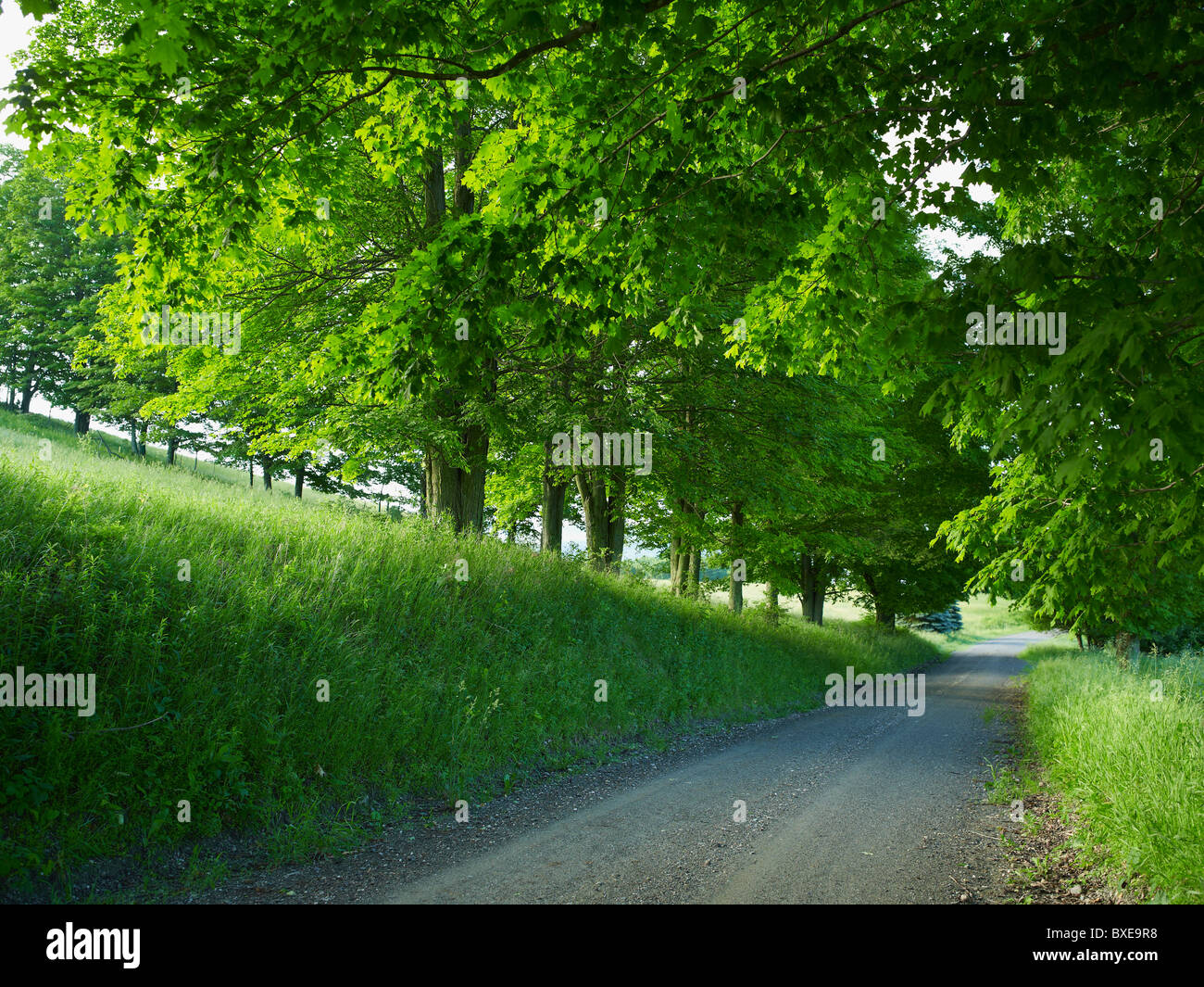 Strada rurale Foto Stock