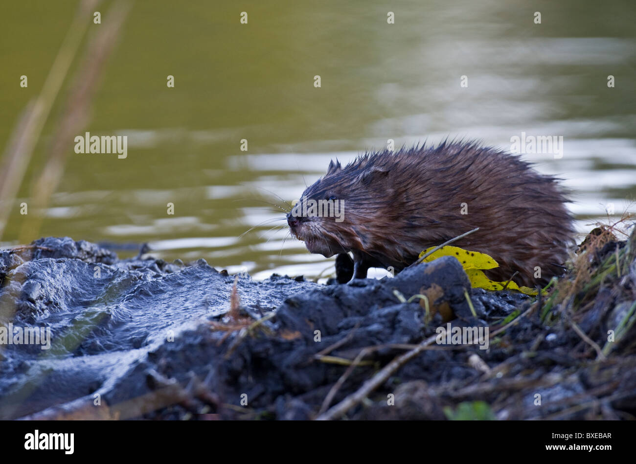 Un topo muschiato selvatici salendo su un Beaver Dam in casa sua pond. Foto Stock