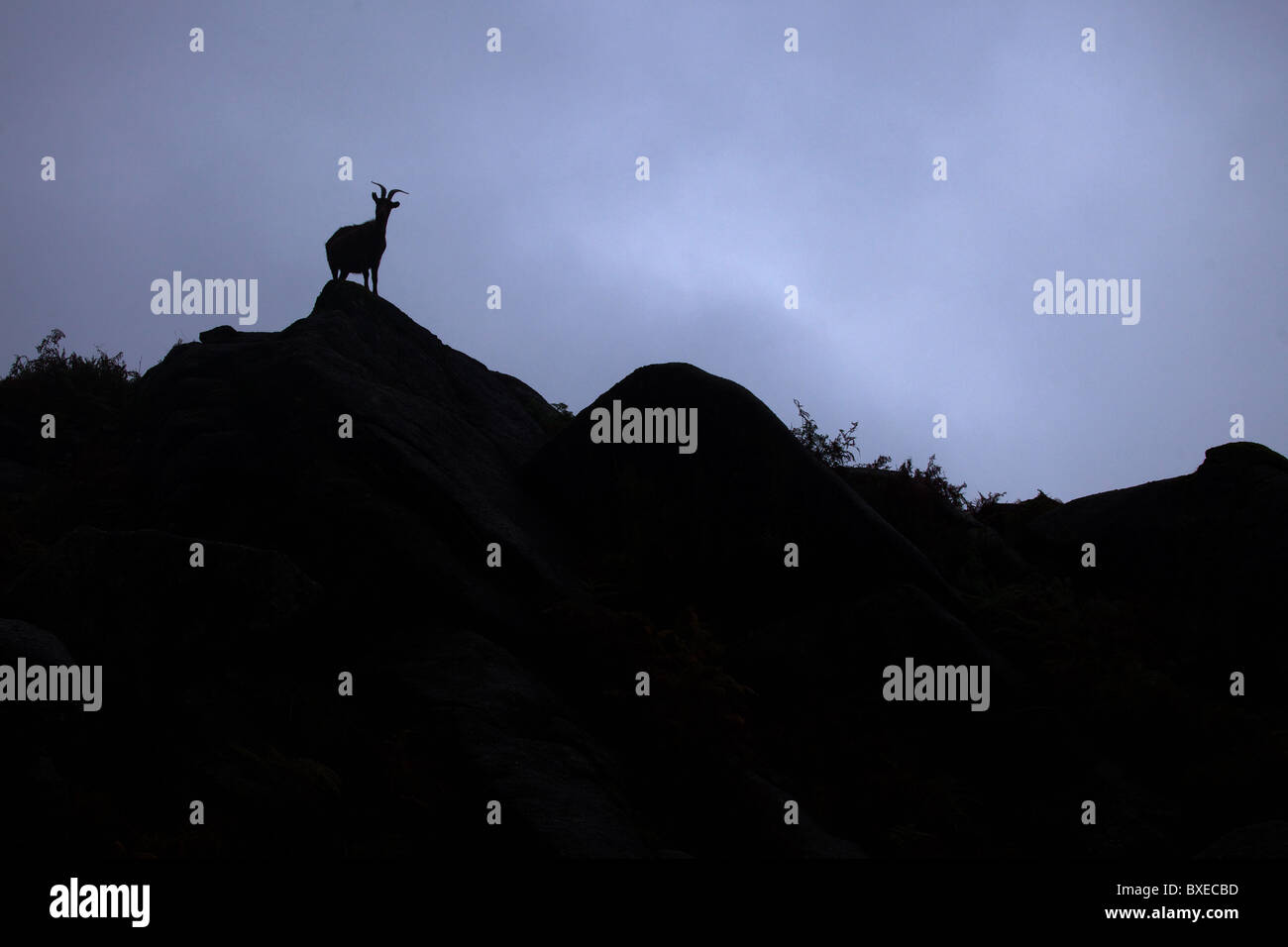 Silhouette di Capra in piedi su una collina con cielo scuro dietro, Geres National Park, Portogallo Foto Stock