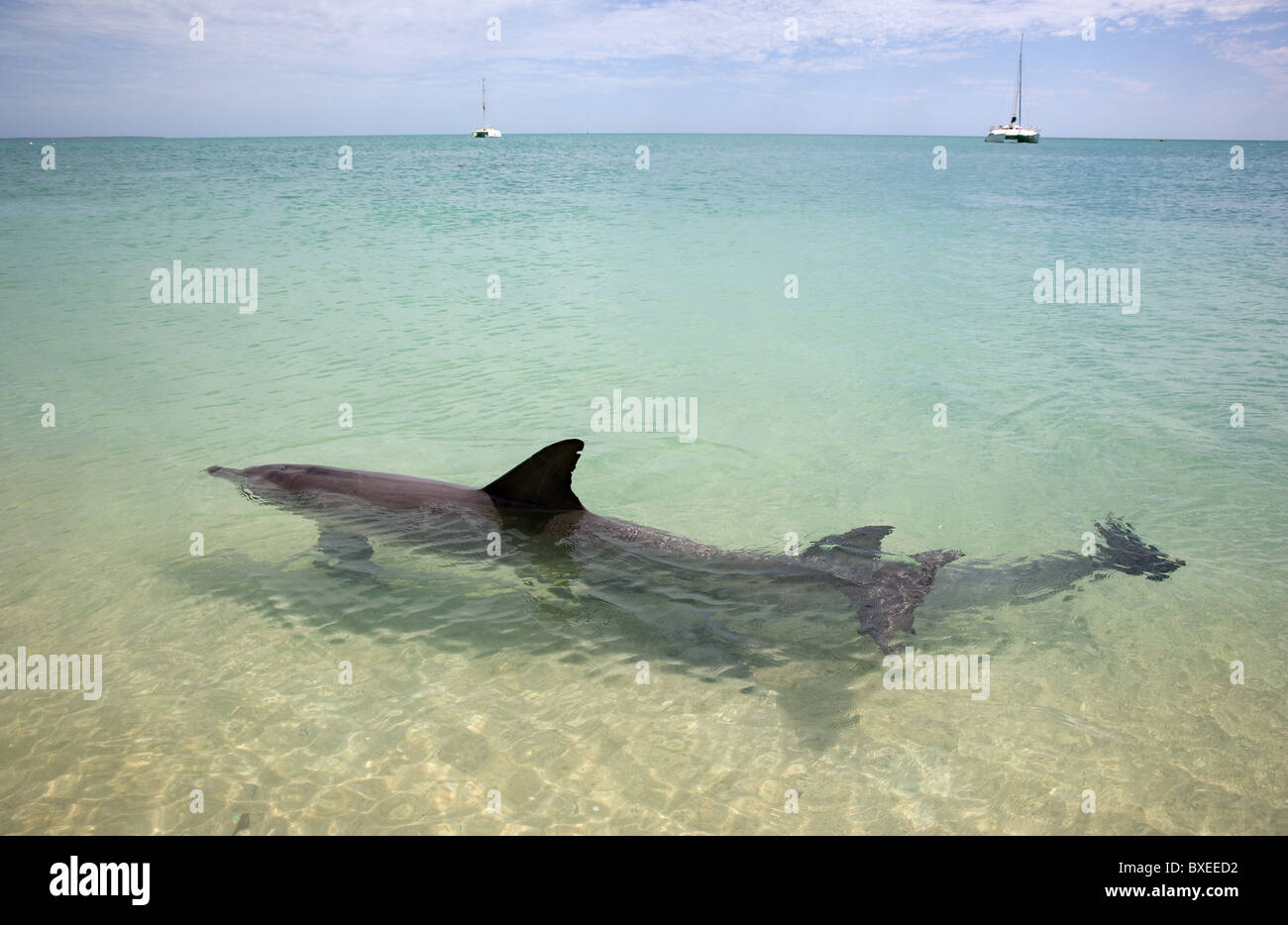 Il tursiope o delfino maggiore madre e vitello a Monkey Mia Shark Bay in Australia occidentale con barche all'orizzonte Foto Stock