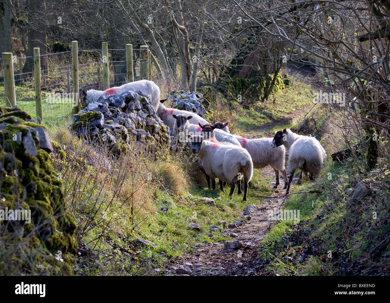 Piccolo gregge di pecore in un green lane sicuri come per tornare al campo Foto Stock