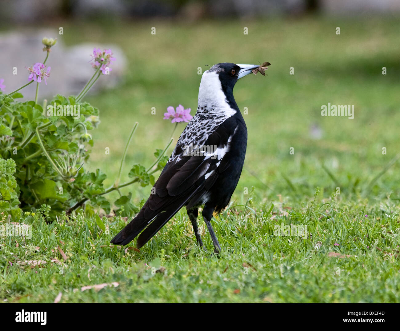 Australian Gazza Cracticus tibicen tenendo una falena catturata nel suo becco Foto Stock