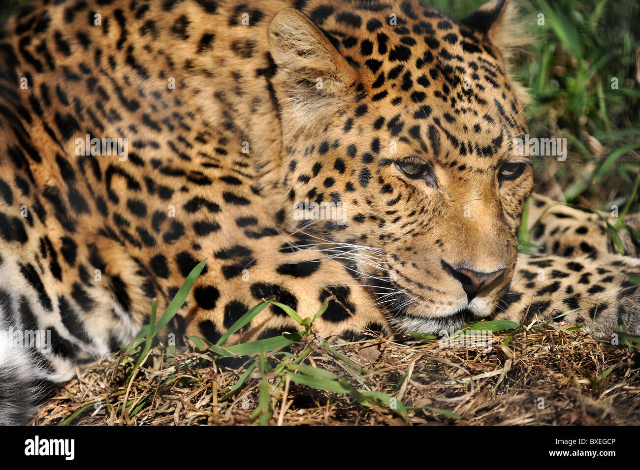 Un leopard si accovaccia, appoggia, dorme in un giardino zoologico, sulla savana in Africa's Jungle su safari. Attrazione di turisti in San Diego. Foto Stock