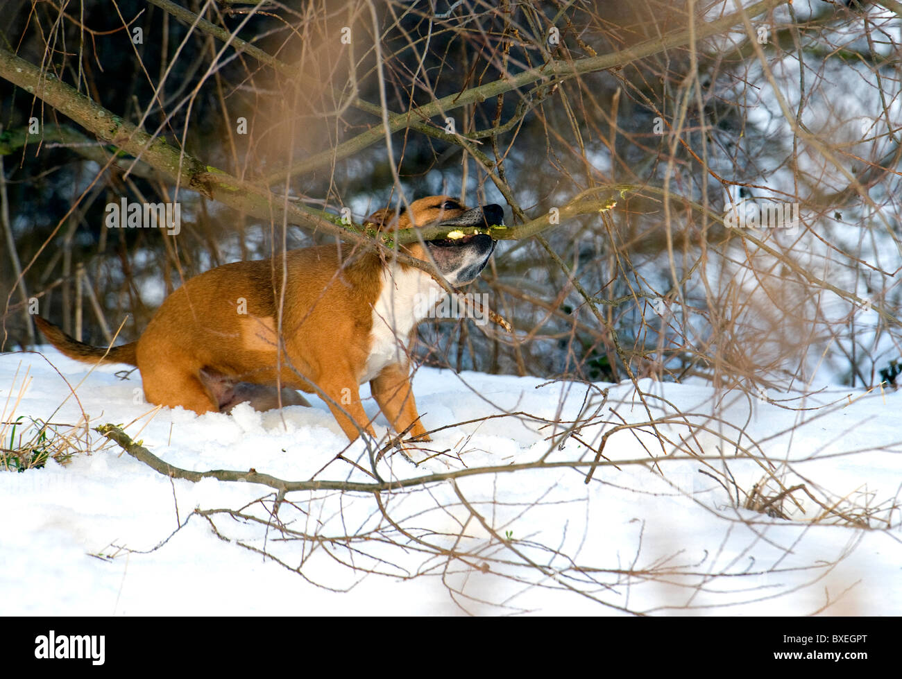 Cani tipo pit Bull. Cani pericolosi. Foto Stock
