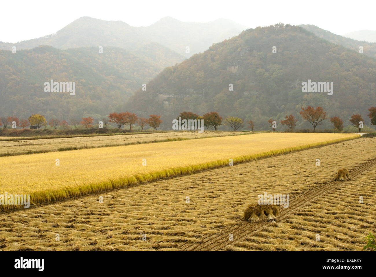 I campi di riso, Hahoe Folk Village, Corea del Sud Foto Stock
