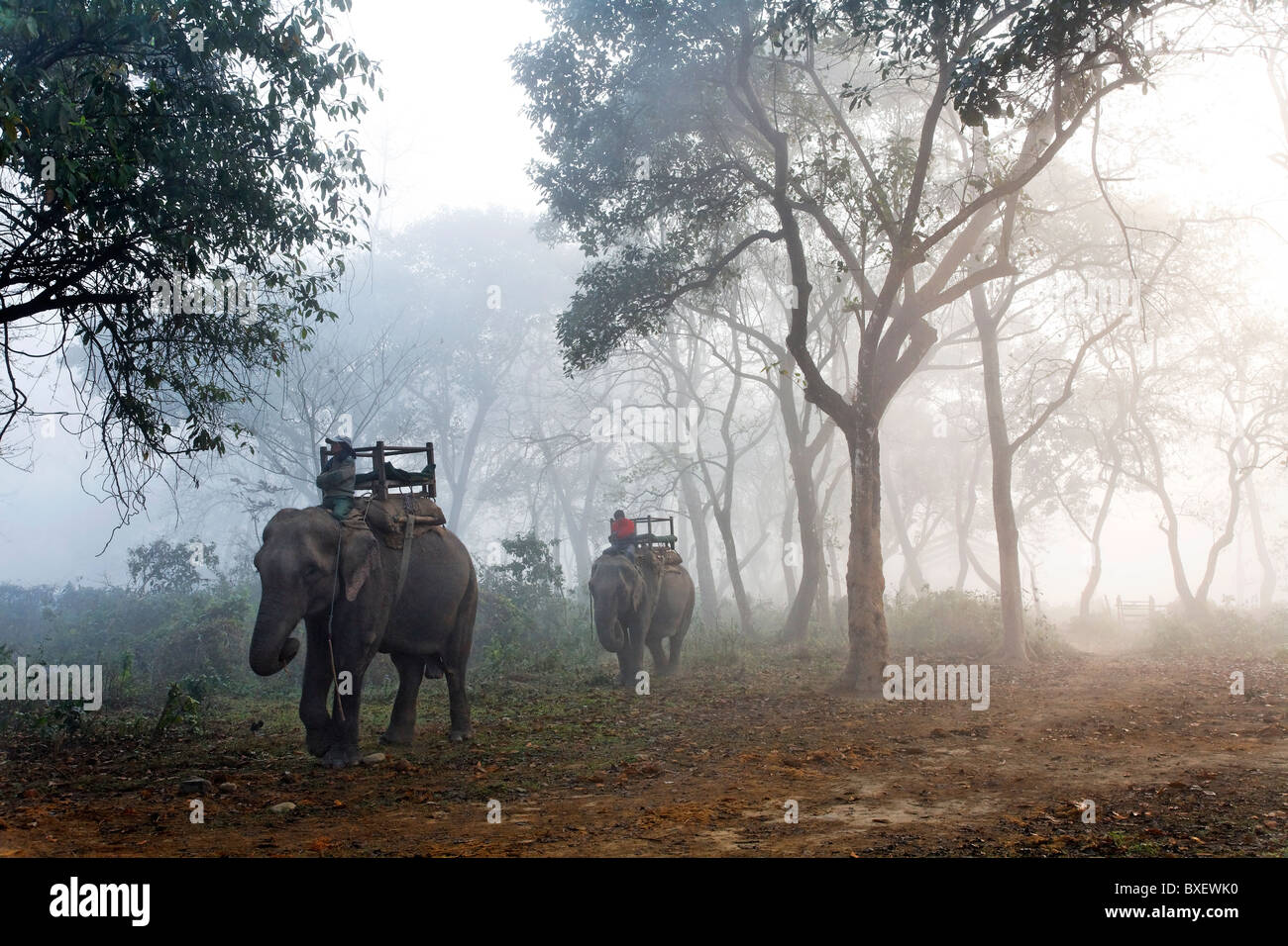 Nepal - Chitwan il parco nazionale - safari in elefante indietro Foto Stock