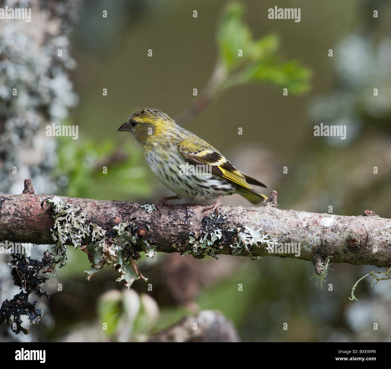 (Lucherino Carduelis spinus) sul ramo lichened, femmina Foto Stock