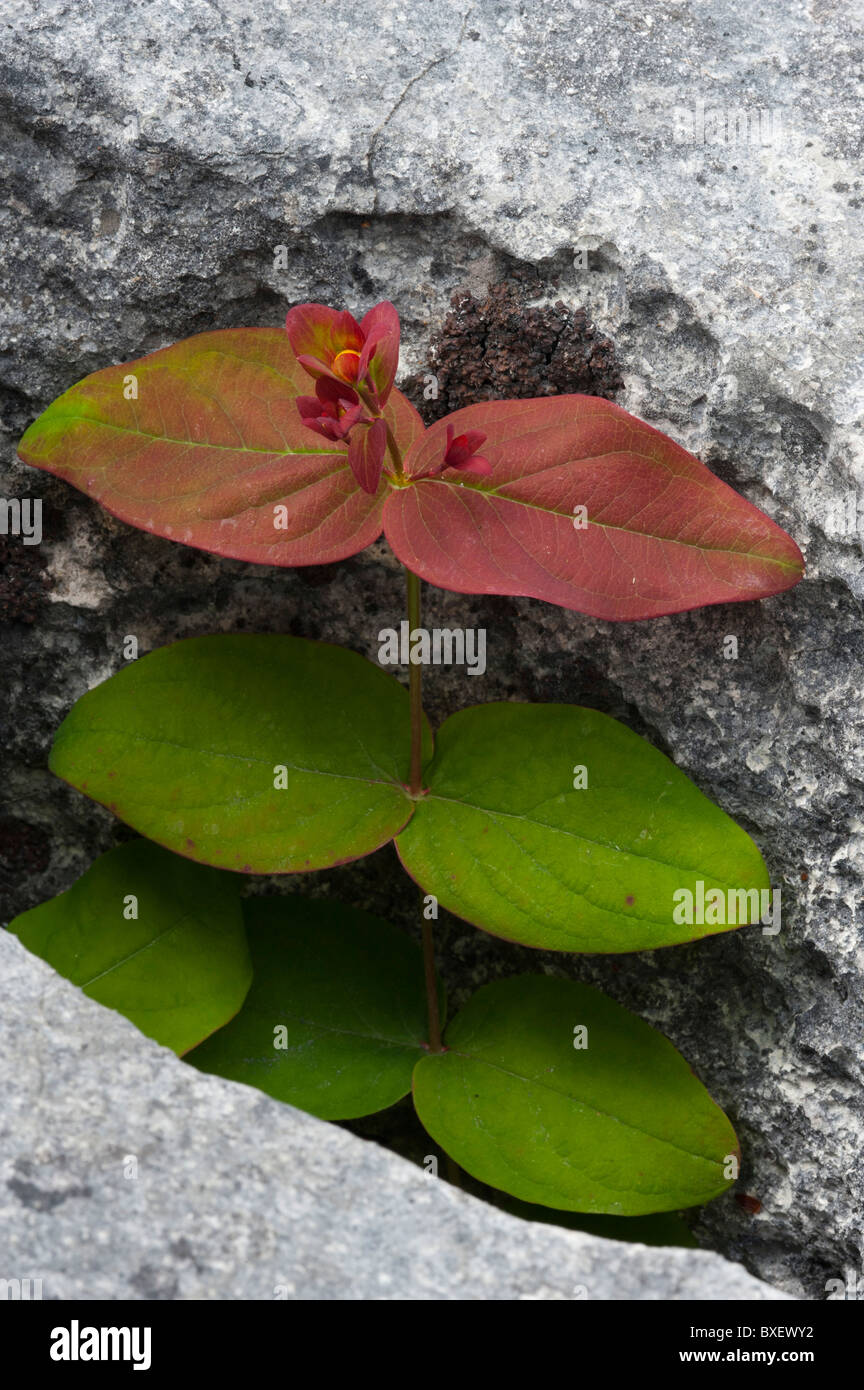 Tutsan (Hypericum androseamum), in gryke Foto Stock