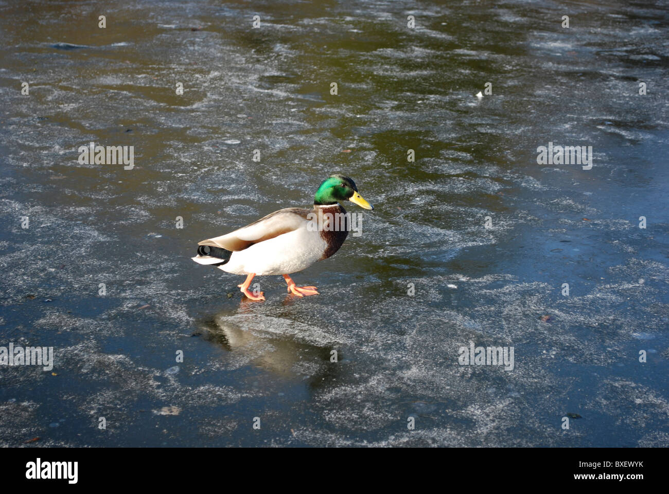 Anatra sul acqua congelata Foto Stock