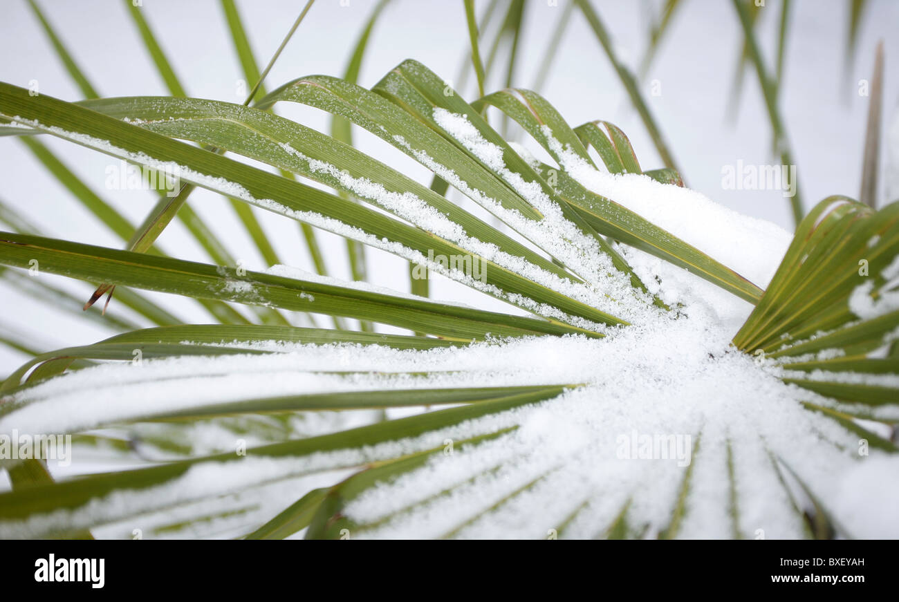 Un tropicale Chusan Palm ,Trachycarpus Fortune ricoperta di neve Foto Stock