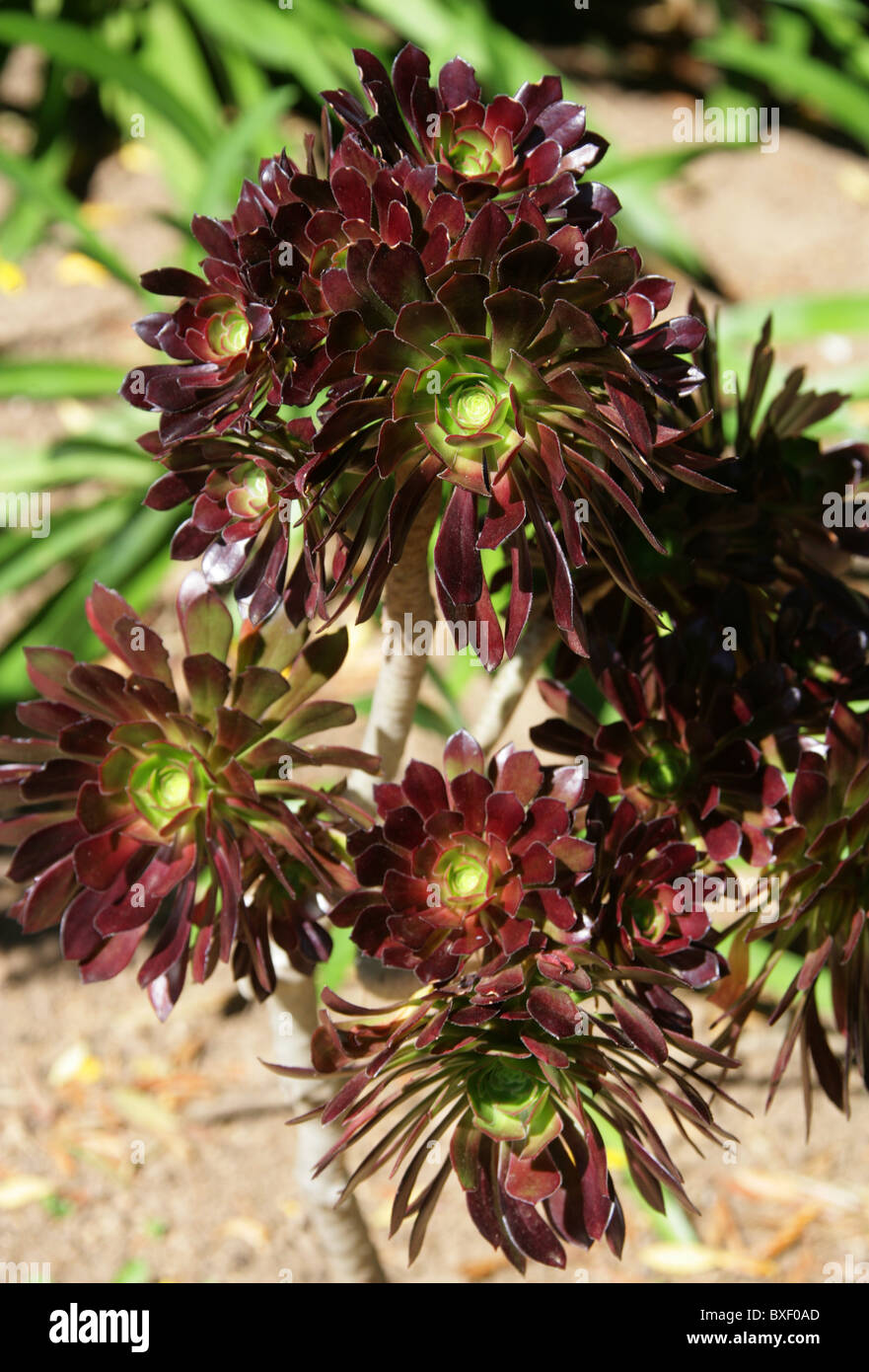 Viola Aeonium cresta o albero nero Aeonium, Aeonium arboreum var atropurpureum, Marocco, Africa del Nord Foto Stock