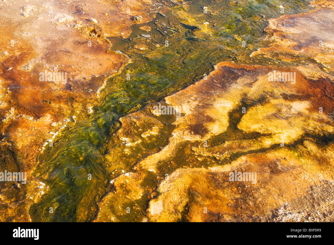 Nastri di colore formata da thermophiles in hot springs al Parco Nazionale di Yellowstone Foto Stock