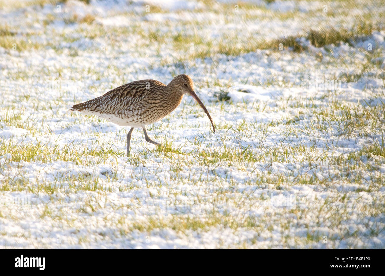 Eurasian curlew (Numenius arquata) alimentazione in coperta di neve campo in Irlanda Foto Stock