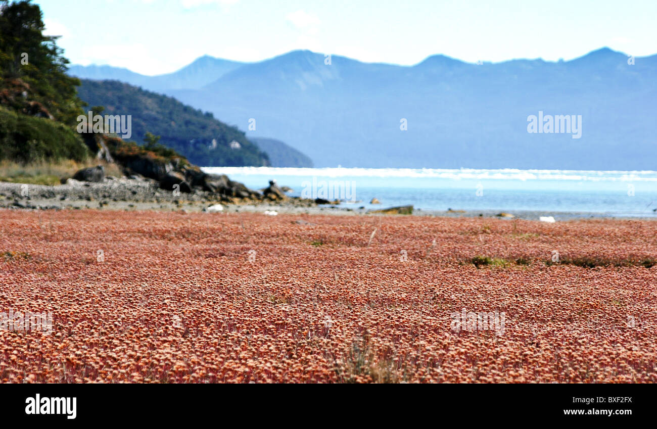Letto di fiori rossi, Mare Australis crociera, dritto di Magellano, Tierra del Fuego, Cile in Argentina, Sud America Foto Stock