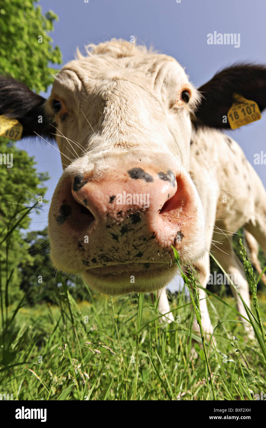 Giovane vacca con un marchio auricolare, testa naso bocca stretta fino Foto Stock