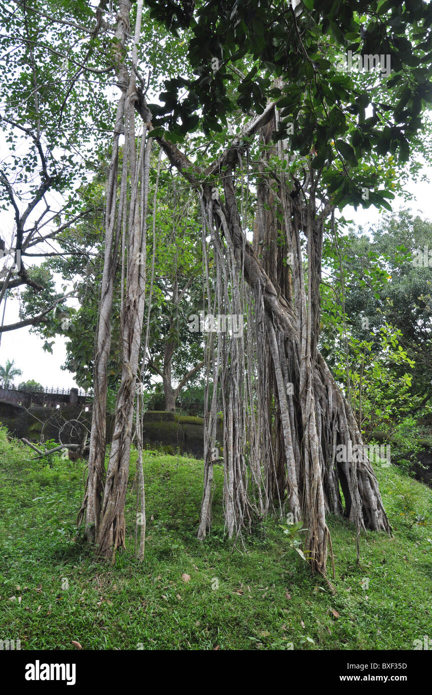 Liane e vigne in alberi a Trivandrum zoo Thiruvananthapuram Kerala India Asia Foto Stock