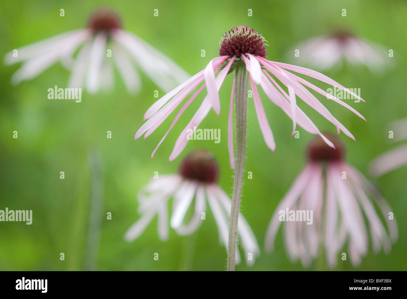 Viola chiaro coneflowers, prateria Garden Trust, Callaway County, Missouri, Stati Uniti d'America Foto Stock