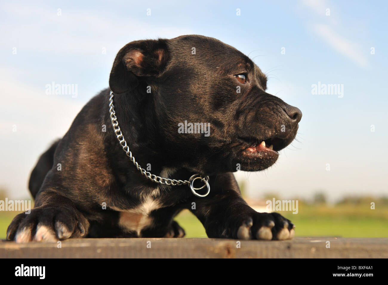 Ritratto di una staffordshire bull terrier arrabbiato e stabilite Foto Stock