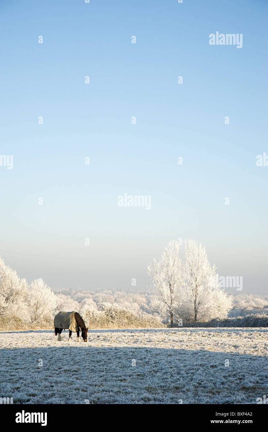 Un cavallo da solo in un campo coperto di brina, Stratford-upon-Avon, Warwickshire, Regno Unito Foto Stock