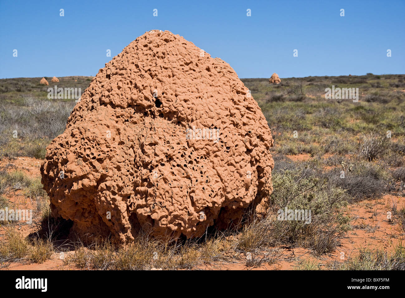 Bush australiano paesaggio punteggiato di termite tumuli con una vista ravvicinata di una colonia tipica di circa 2 metri di altezza Foto Stock