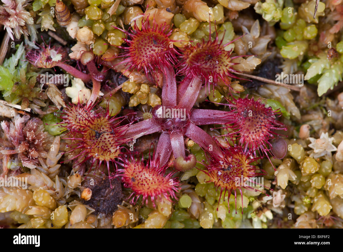 Round-lasciava Sundew (drosera rotundifolia) Foto Stock