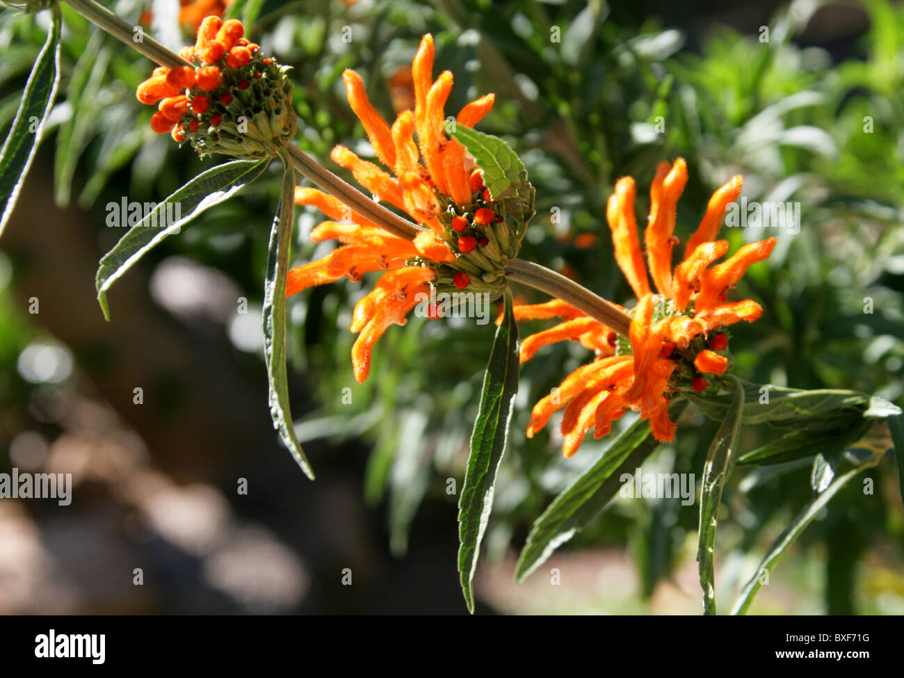Leone la coda o il Wild Dagga, Leonotis leonorus, Lippenblütler. Western Cape, Sud Africa. Foto Stock