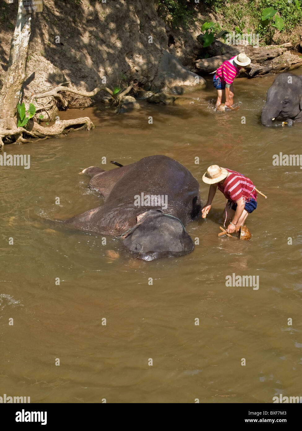 Gli elefanti essendo bagnata dal loro Mahouts in un fiume nel Maesa Elephant Camp in Chiang Mai Foto Stock