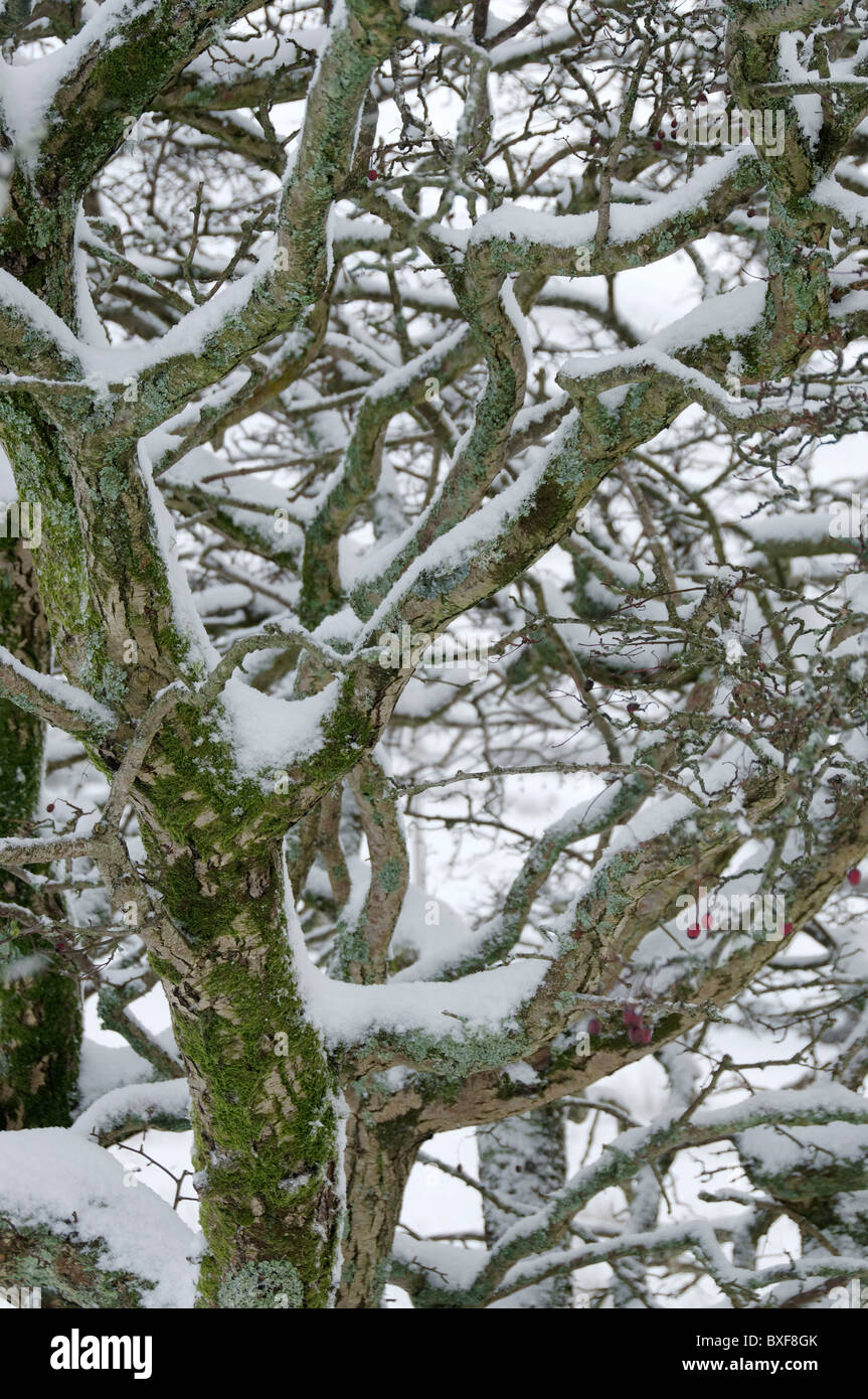 Una coperta di neve Albero di biancospino Foto Stock