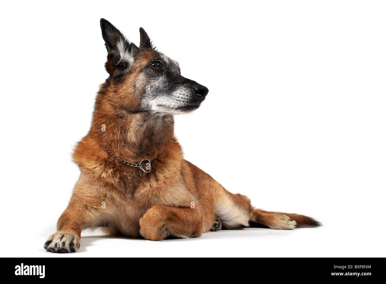 Vecchia razza sheepdog belga malinois stabilite nella parte anteriore del fondo bianco Foto Stock