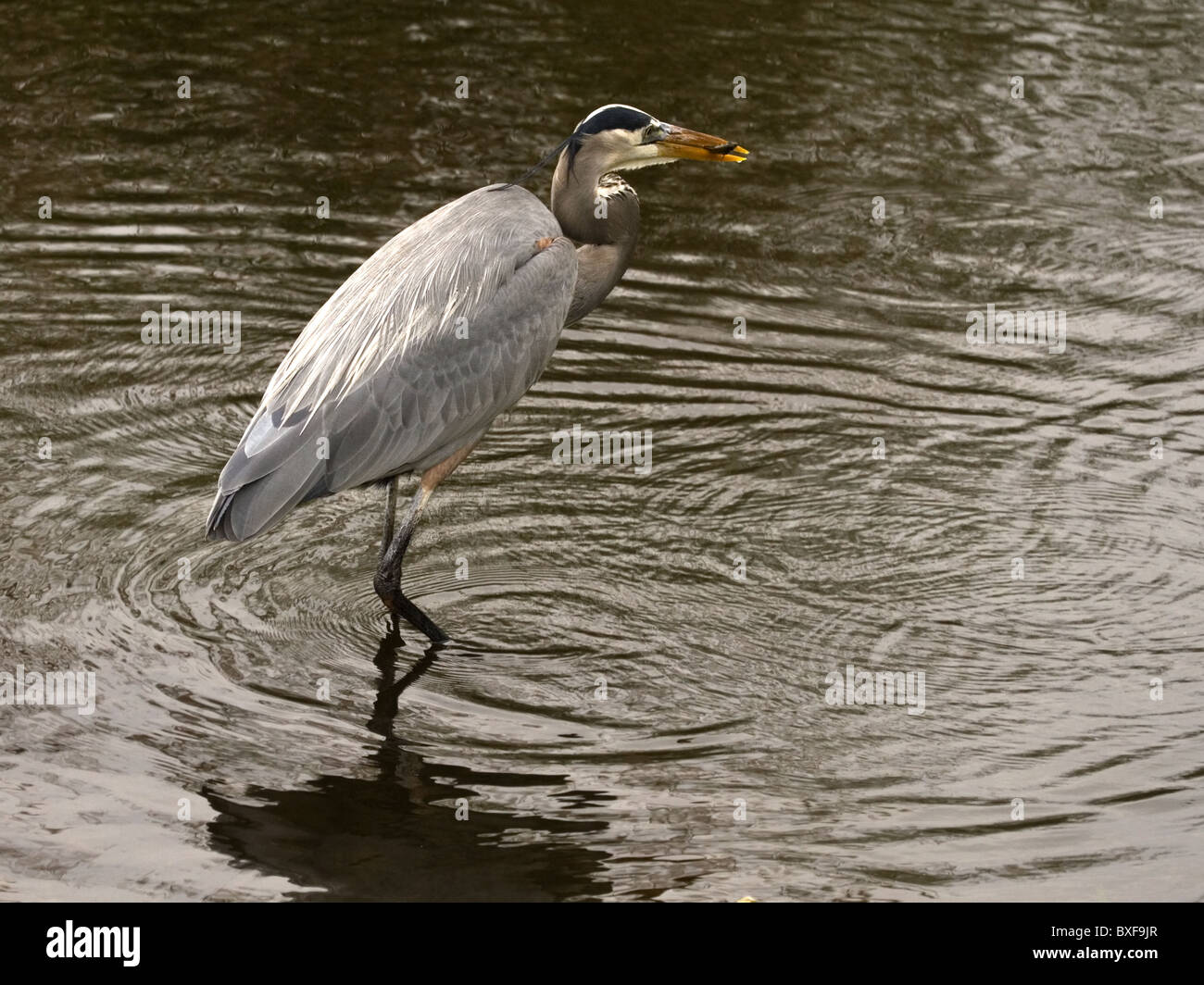 Airone blu in piedi in acqua, con pesce nel becco Foto Stock