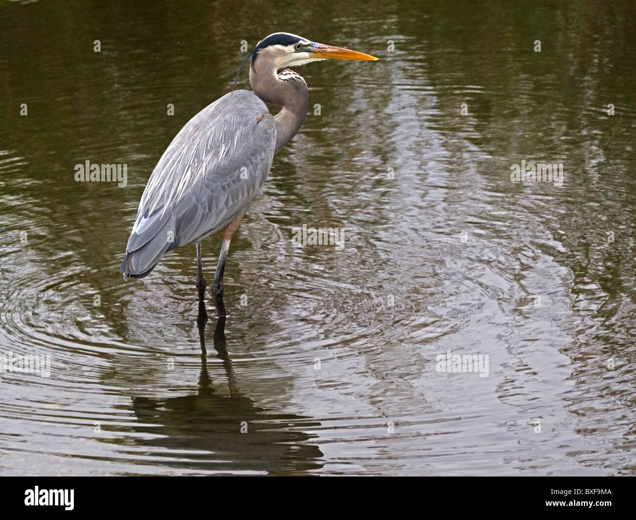 Airone blu in piedi in acqua, pesca Foto Stock