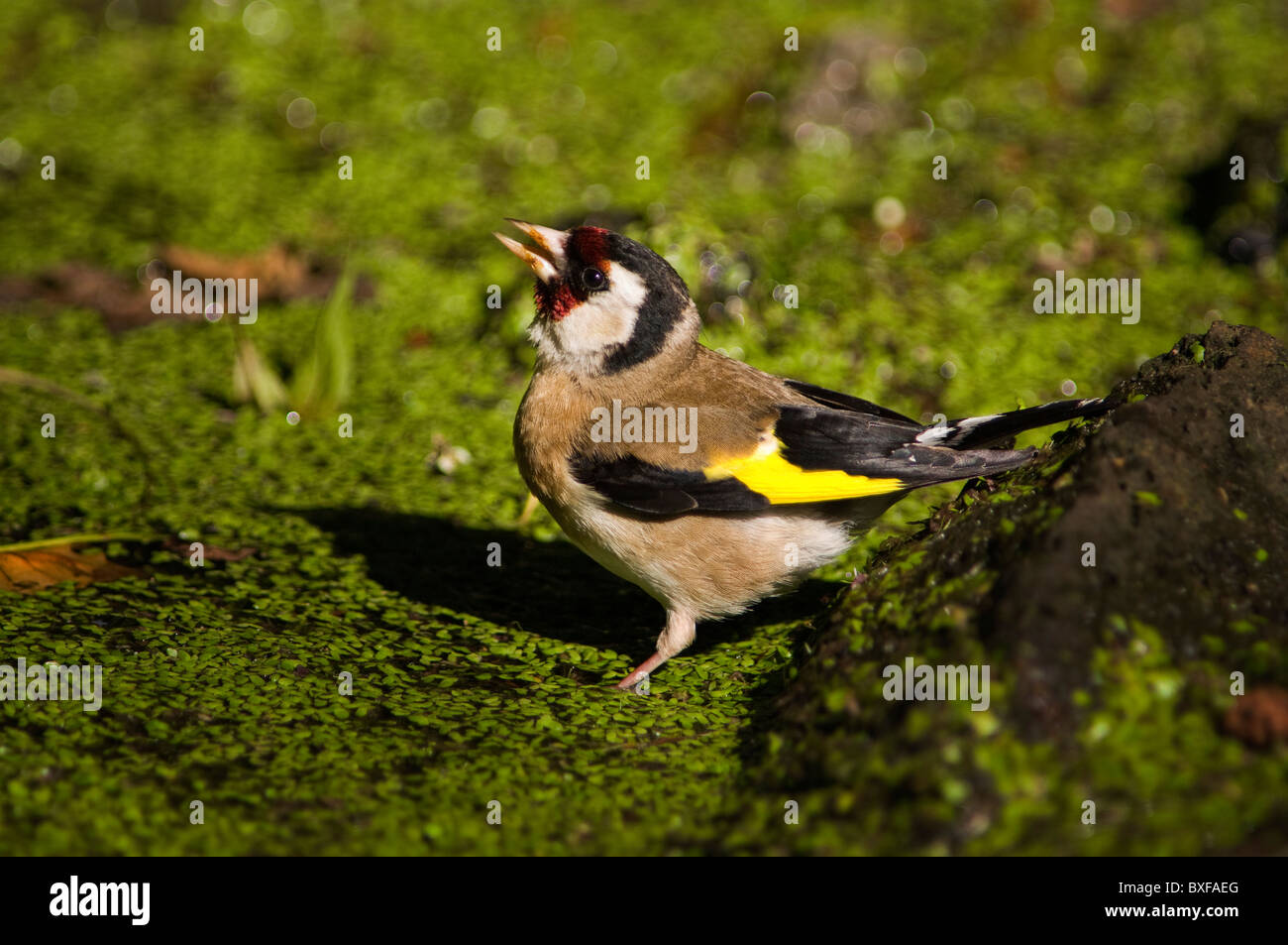 Goldfinch illuminato dalla luce del sole, in piedi su un terreno umido verde, pronto a bere acqua nelle Azzorre. Foto Stock