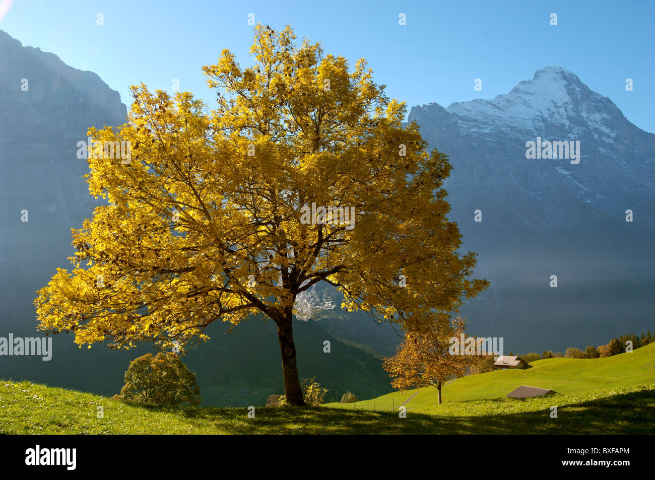 In autunno gli alberi nelle alpi svizzere, Grindelwald, Svizzera Foto Stock