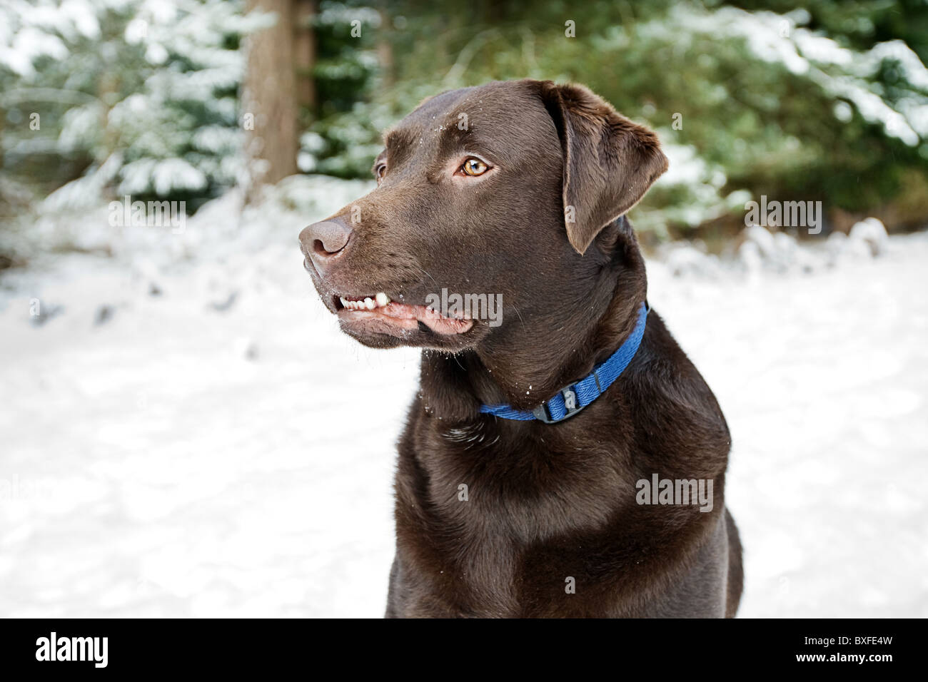 Profilo di colpo un cioccolato Labrador adulto a Thetford Forest in inverno Foto Stock
