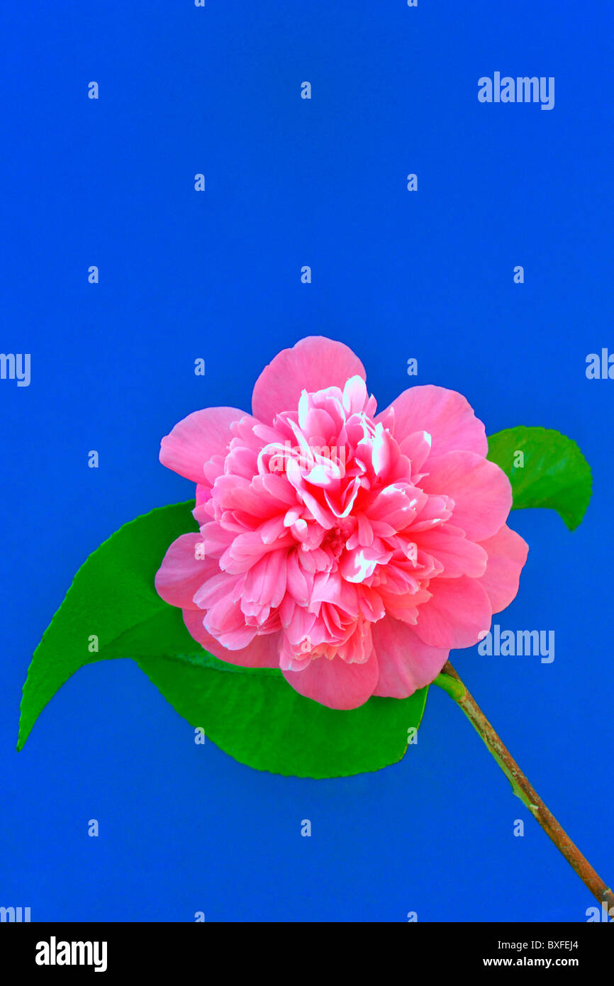 Close up di rosa rosa con sfondo blu Foto Stock