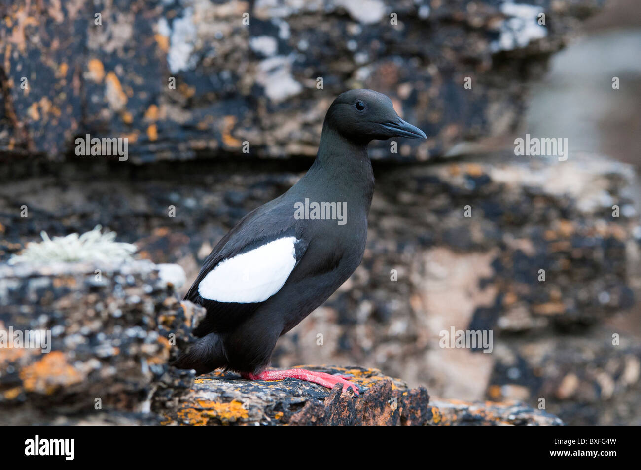 Nero (Guillemots Cepphus grylle) Foto Stock