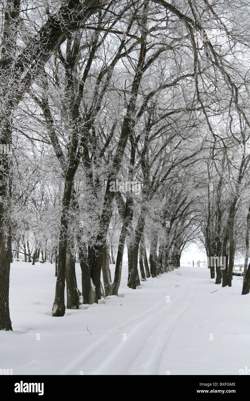 Un sentiero innevato fiancheggiata da alberi coperti di ghiaccio. Foto Stock