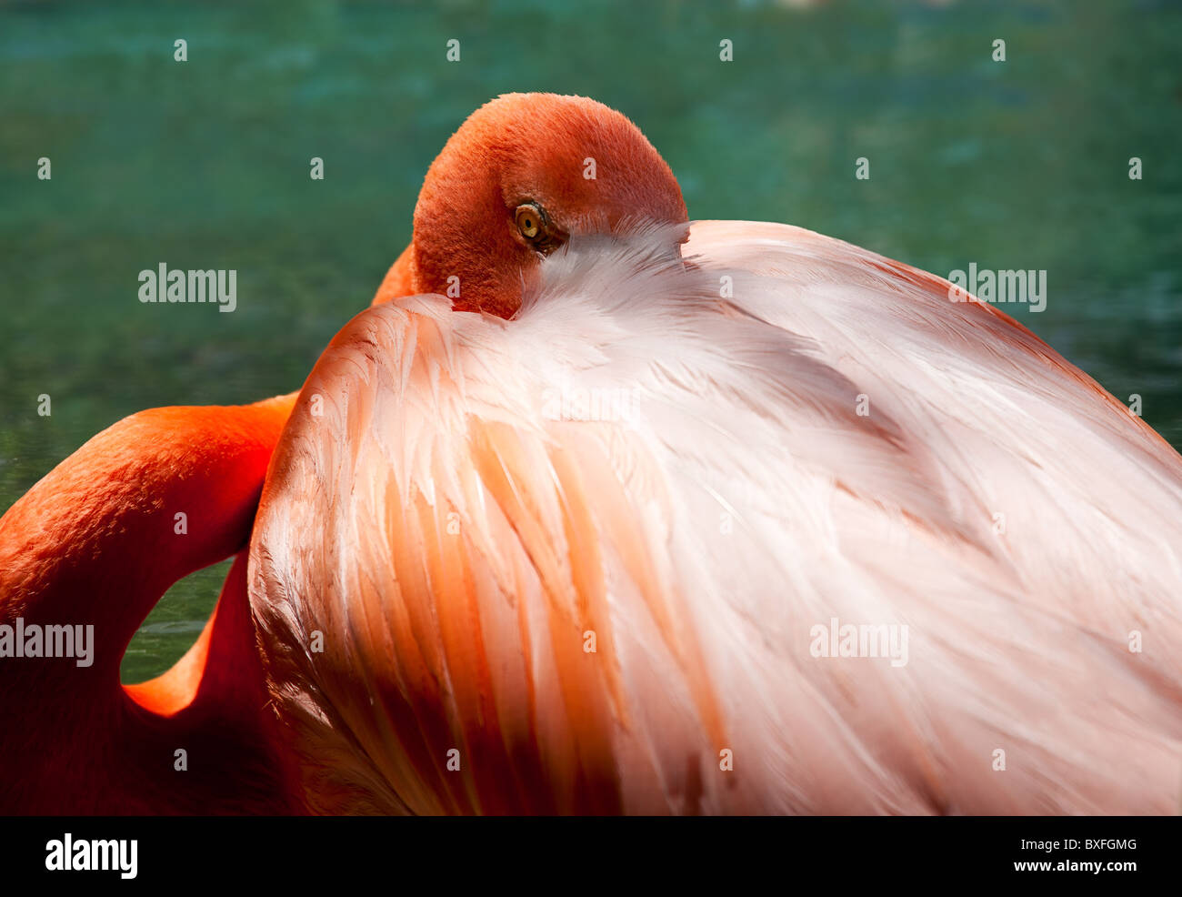 Chiudere l immagine di un fenicottero rosa con la sua testa il peering fuori da dietro le piume sulla sua schiena Foto Stock