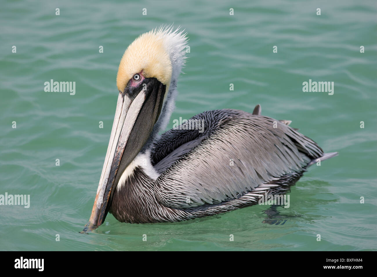 Brown pelican, Pelecanus occidentalis, al largo della costa della Florida nel Golfo del Messico, Anna Maria Island, STATI UNITI D'AMERICA Foto Stock