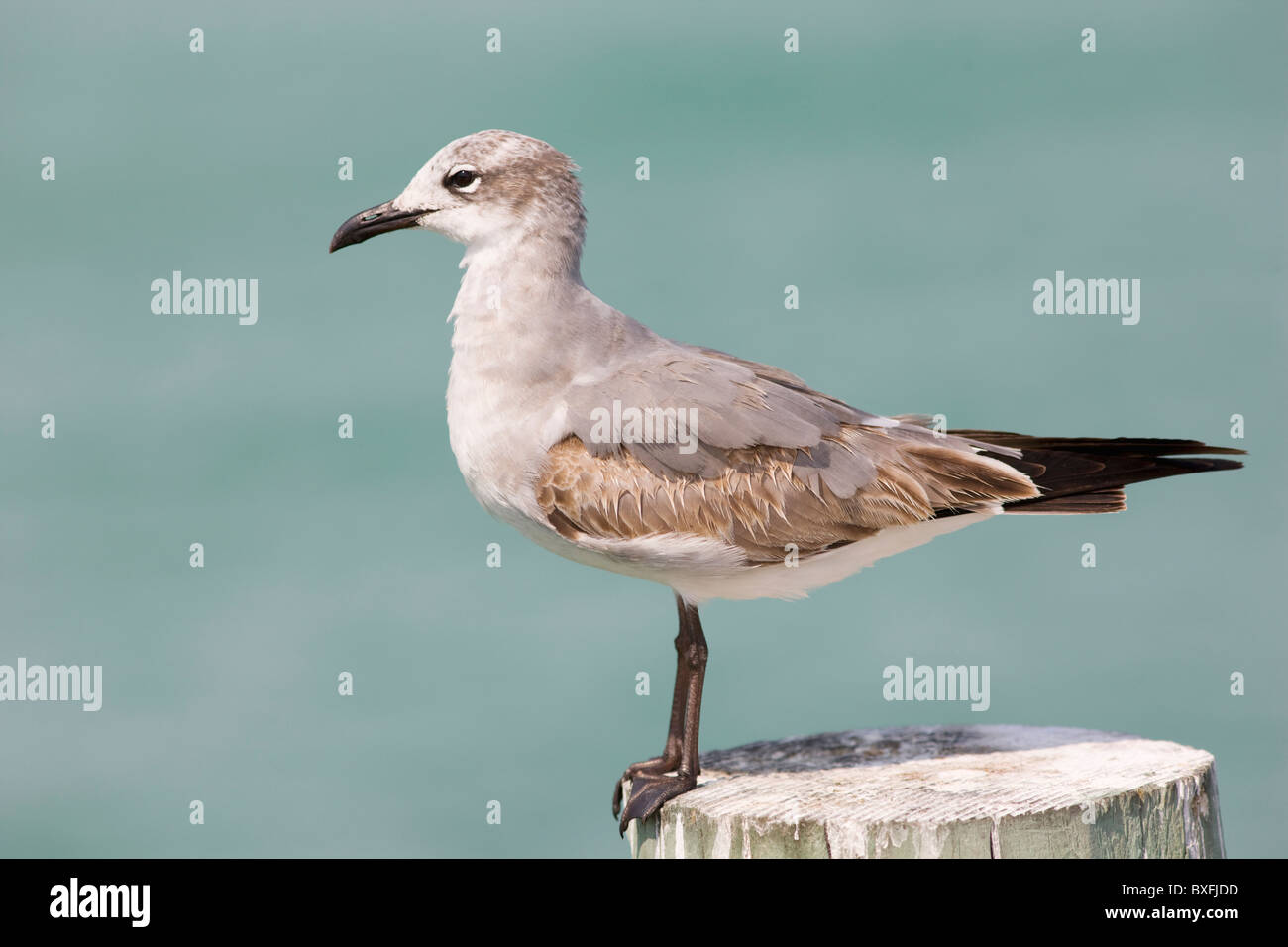I capretti ridere gabbiano, Larus atricilla, sul litorale ad Anna Maria Island, Florida, Stati Uniti d'America Foto Stock