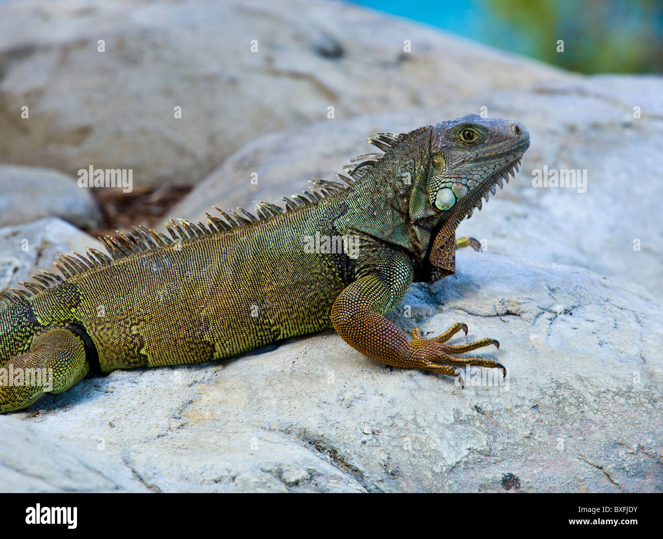 Chiudere l immagine dell'iguana con collo squamosa e bocca Foto Stock