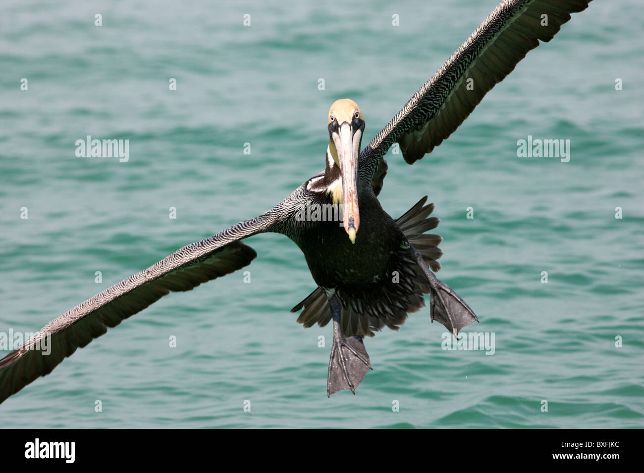 Pellicano marrone in arrivo a terra fuori della Florida costa del Golfo del Messico da Anna Maria Island, Stati Uniti d'America Foto Stock