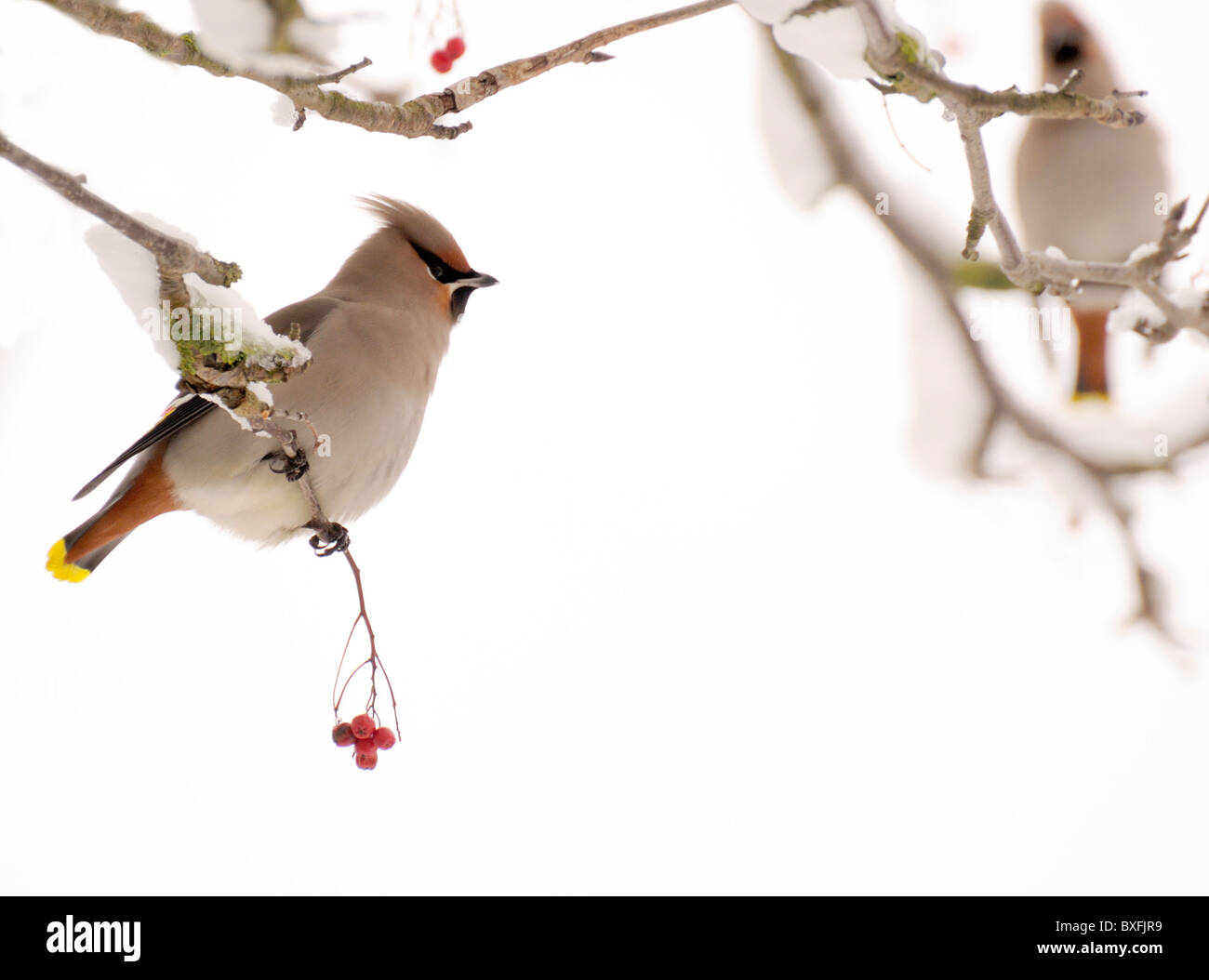 Waxwings (Bombycilla garrulus) in rowan tree. Dicembre, Kent, Inghilterra Foto Stock