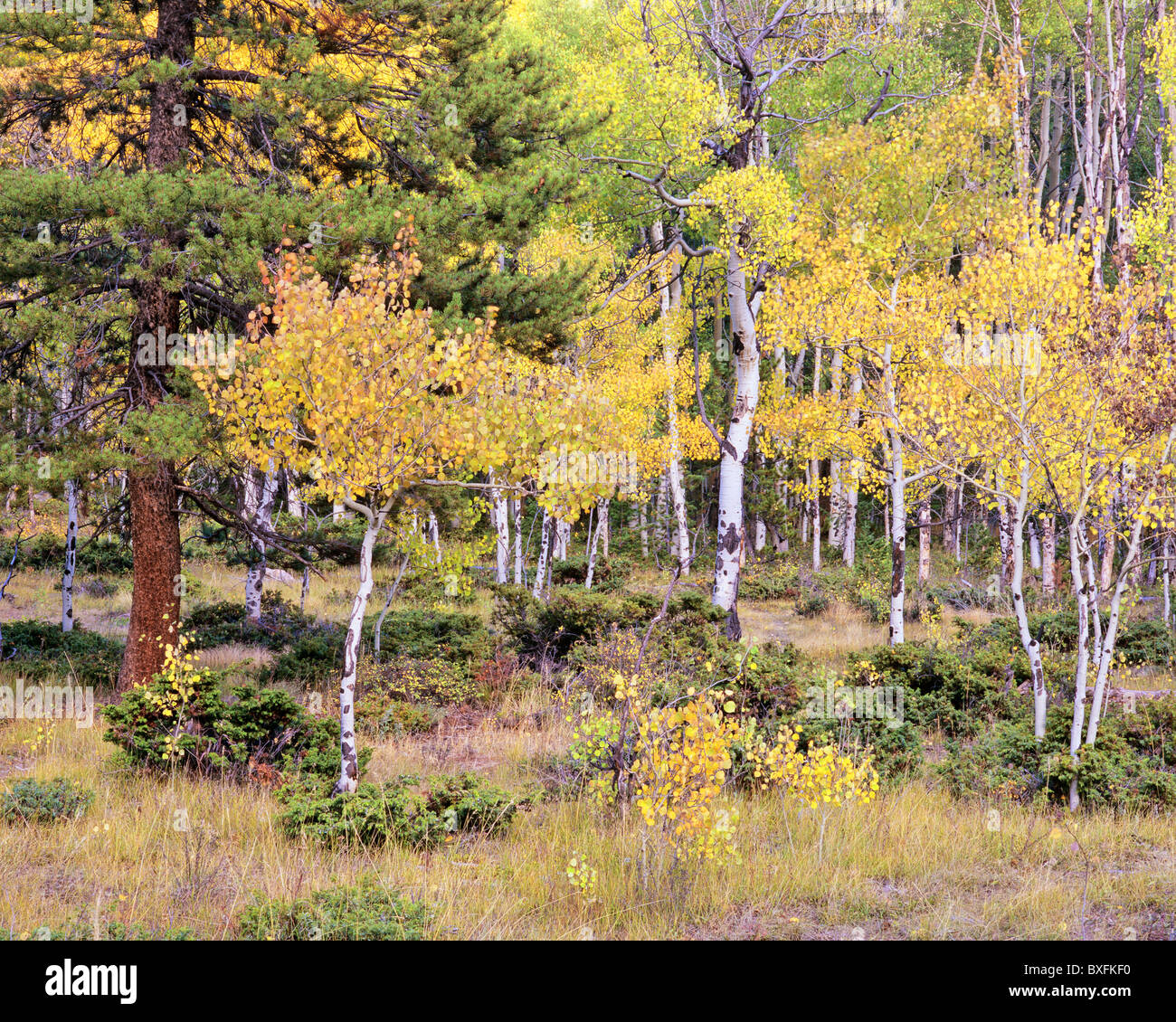 Autunno Aspen Grove, pioppi neri americani Lake Road, San Isabel National Forest, Colorado, STATI UNITI D'AMERICA Foto Stock