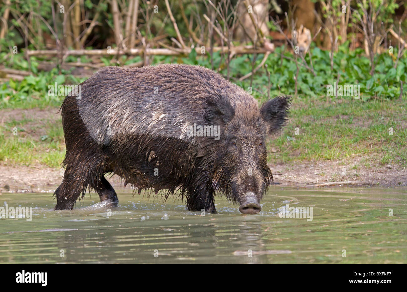 Il cinghiale in acqua - Sus scrofa Foto Stock Il cinghiale in acqua - Sus scrofa Foto Stock