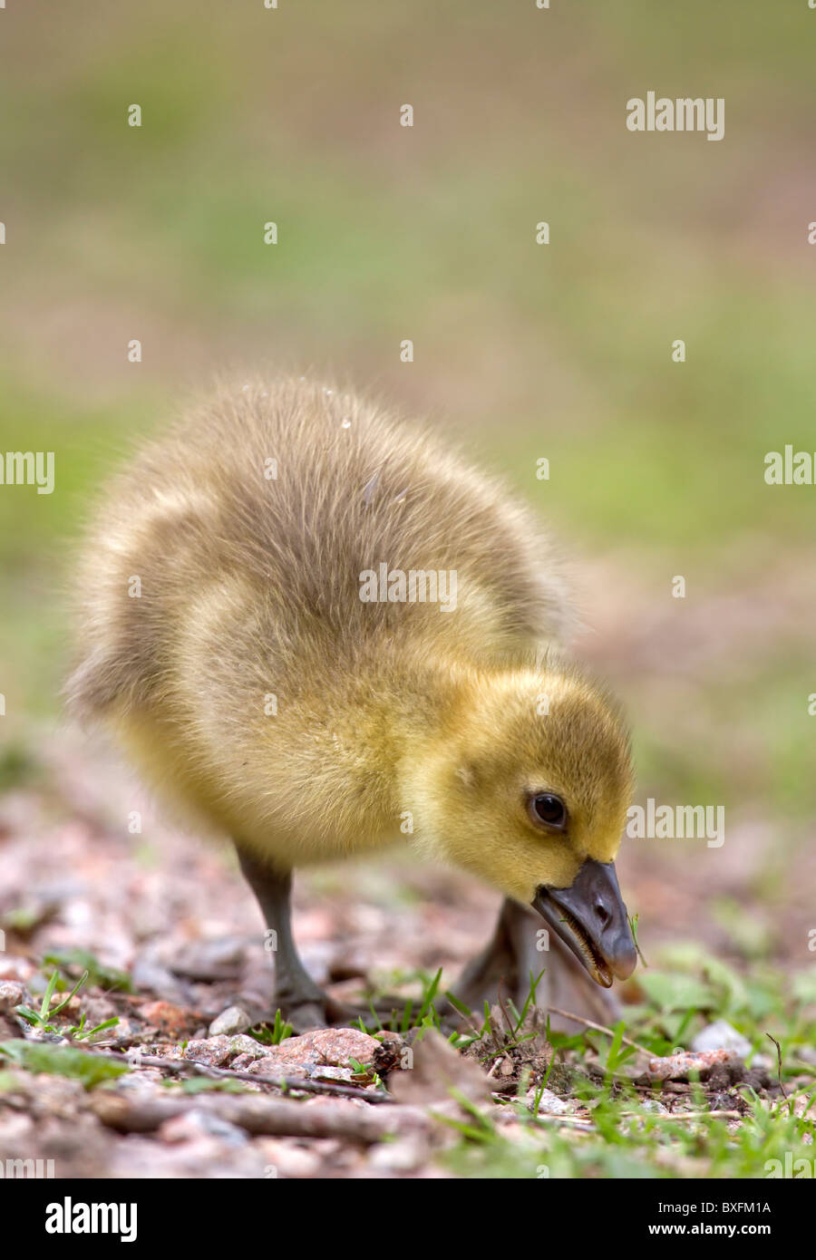 Giovane oca graylag - Anser anser Foto Stock