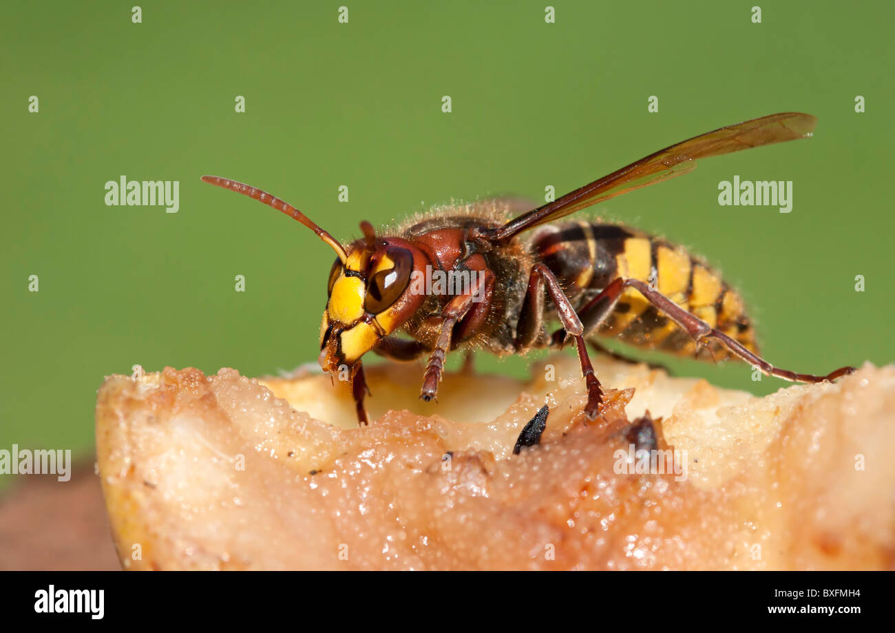 Hornet mangia windfalls - Vespa crabro Foto Stock