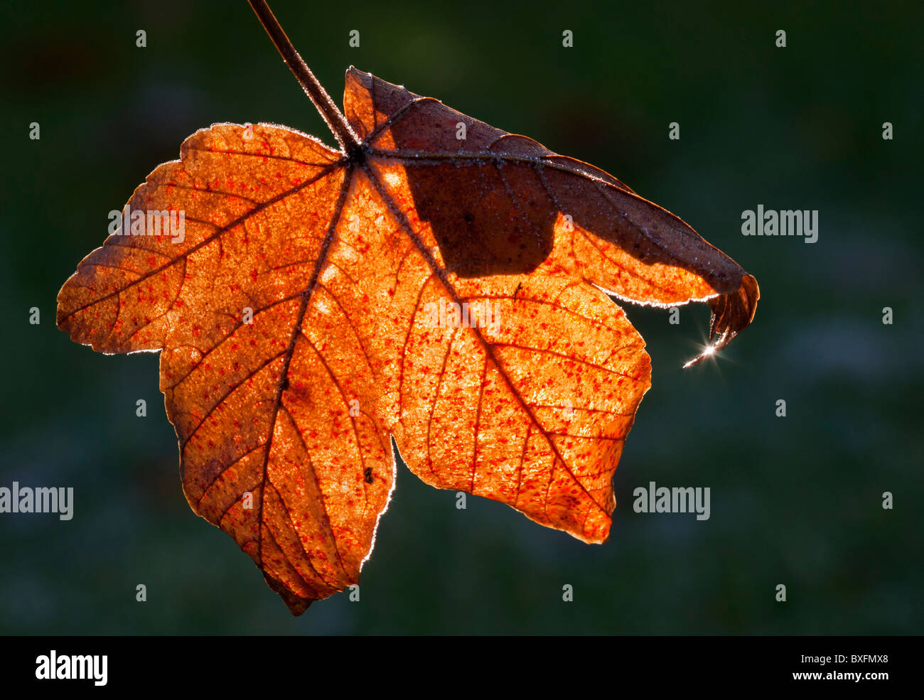 Autumn Leaf in controluce Foto Stock