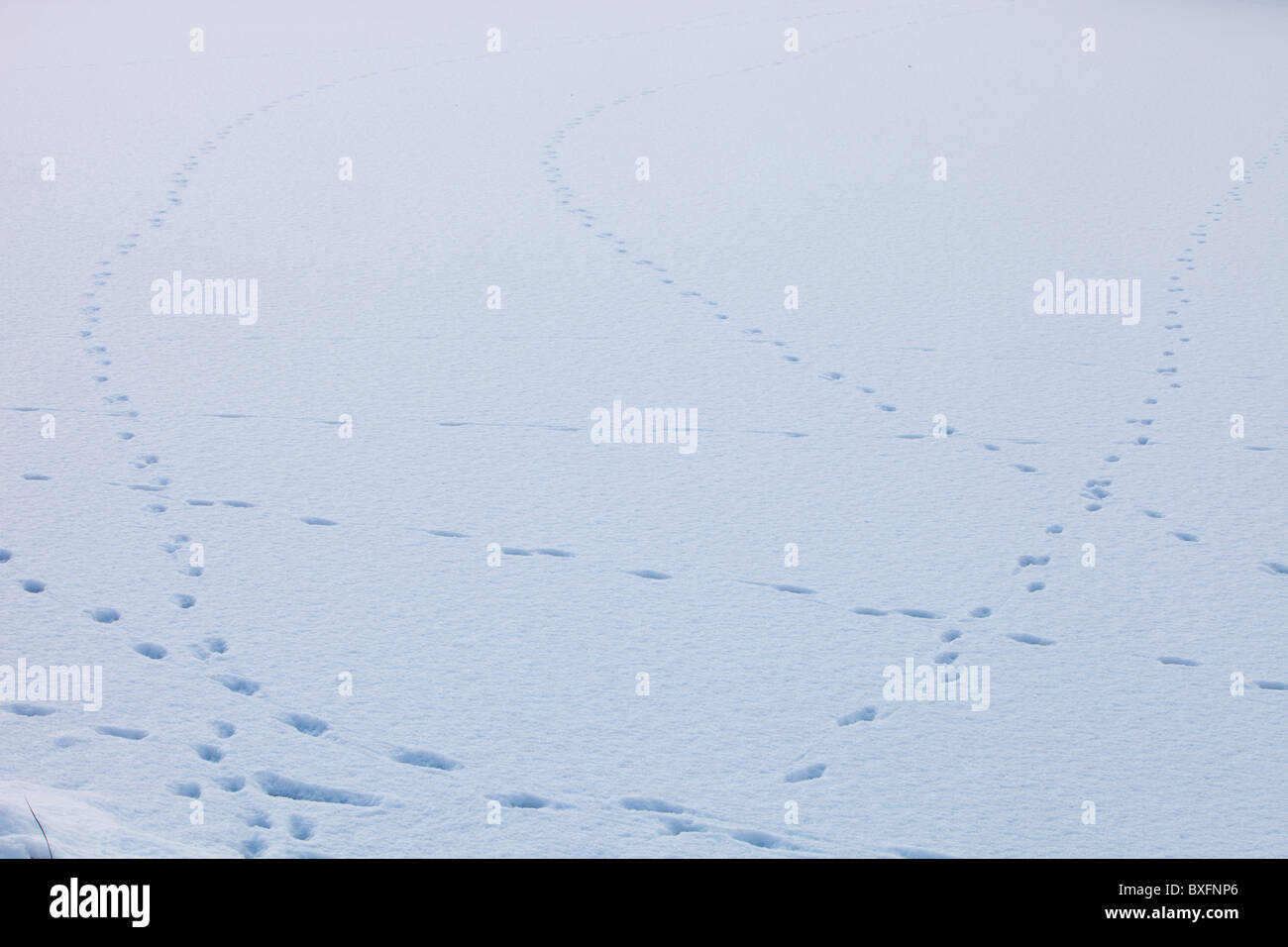 Pecore tracce nella neve sulla sommità di un congelati Rydal acqua, Lake District, UK. Foto Stock