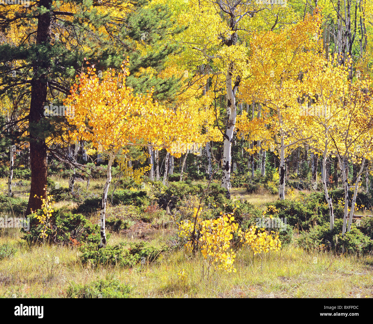 Autunno retroilluminato Aspen Grove, pioppi neri americani Lake Road, San Isabel National Forest, Colorado, STATI UNITI D'AMERICA Foto Stock